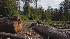 Best Tree Cabling and Bracing  in Katonah, NY