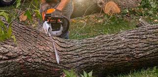 Best Hedge Trimming  in Katonah, NY