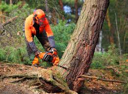 Best Tree Planting  in Katonah, NY