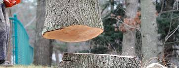 How Our Tree Care Process Works  in  Katonah, NY