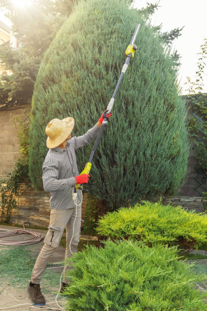 Best Stump Grinding and Removal  in Katonah, NY